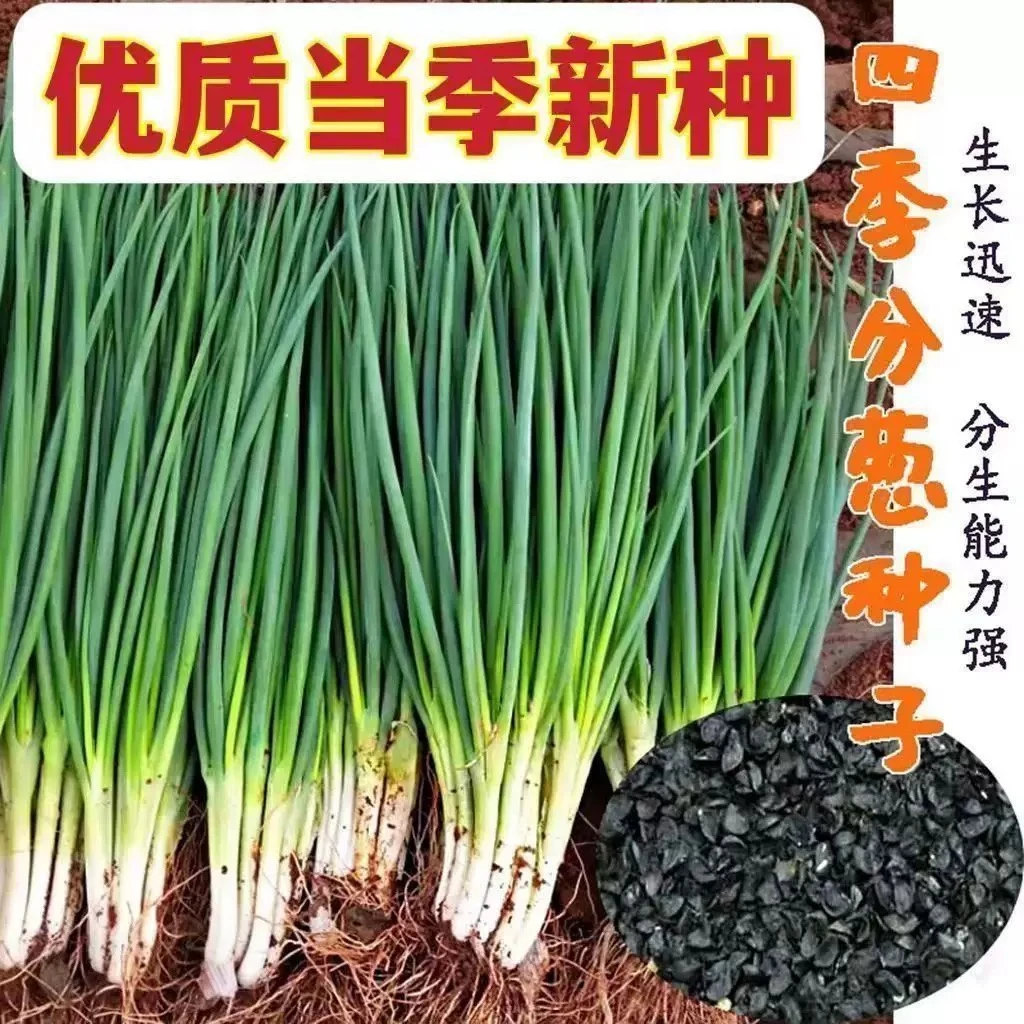 Y322 分多多分葱四季盆栽耐热耐寒高产分颗多小香葱种子