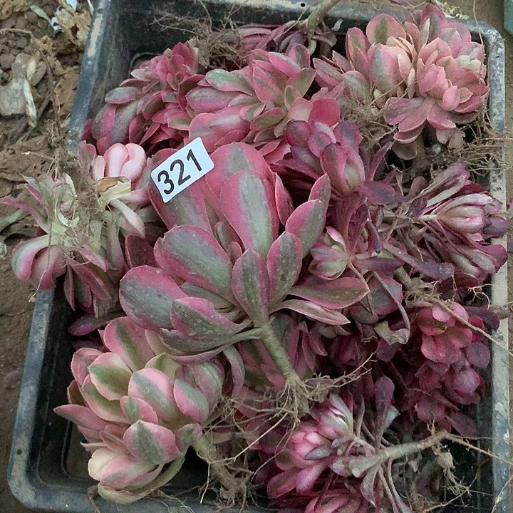 321小苗多肉植物组合晚20颗全红