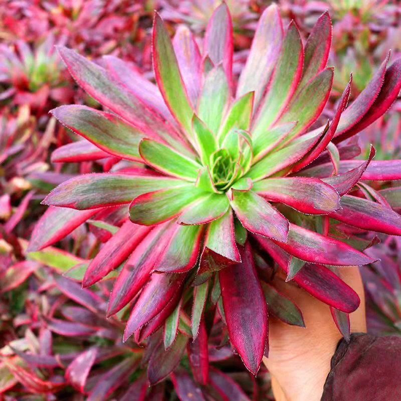 高颜值孔雀锦法师多肉植物红色法师绿植盆栽孔雀法师凤凰法师