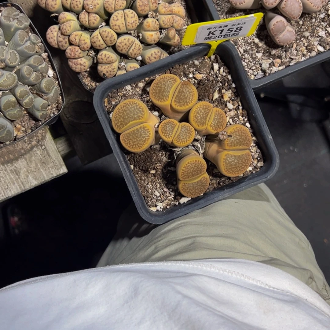 158 生石花大群生一物一拍