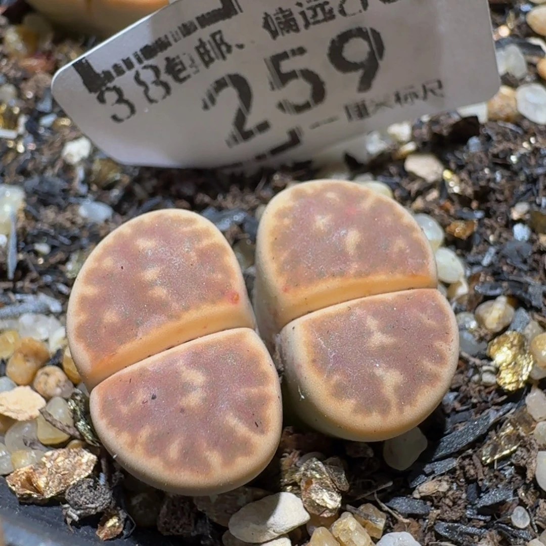 Ssss精品生石花259