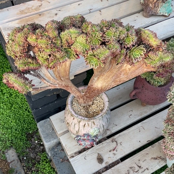 法师老桩缀化朝霞