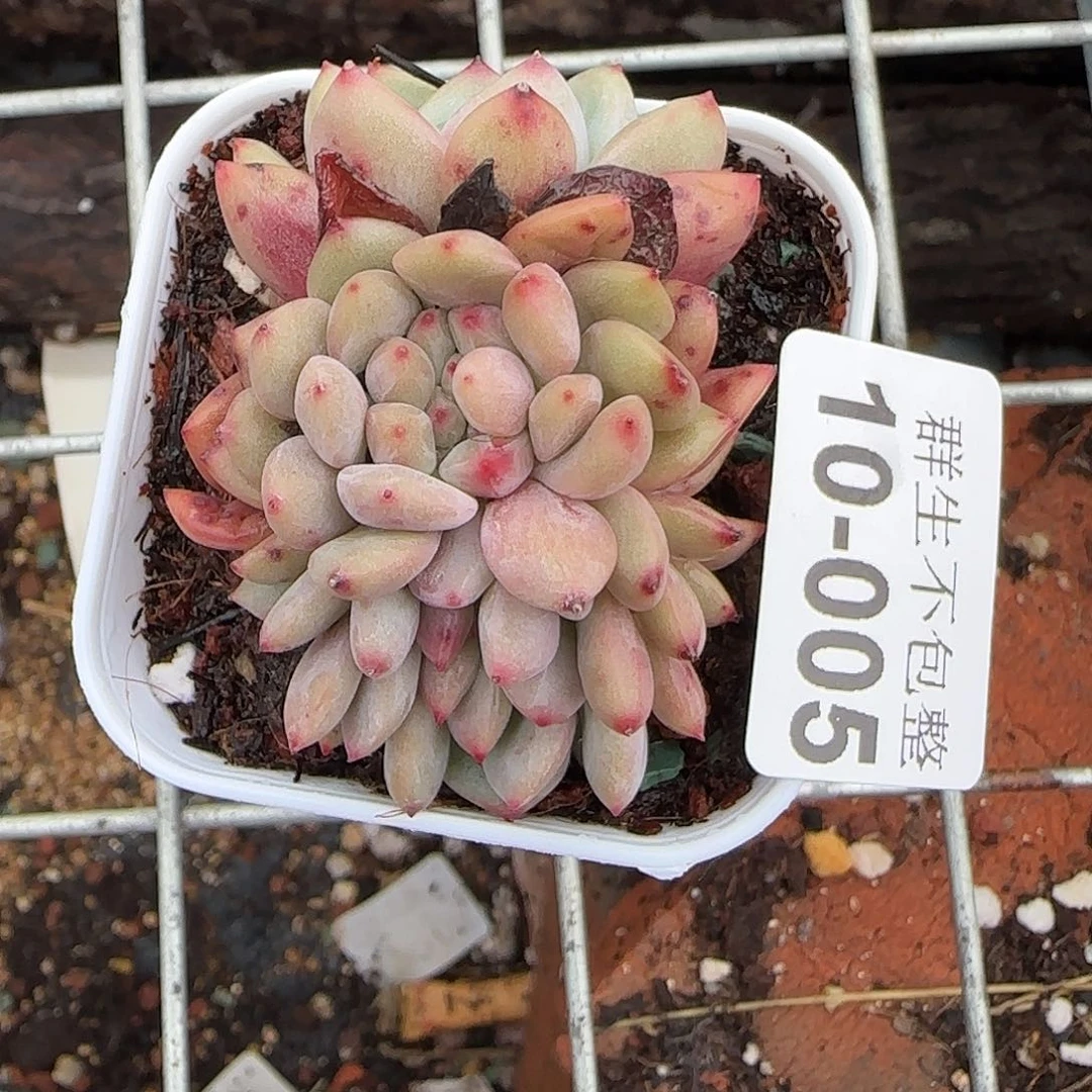 小卡拉米糖心一物一拍10-5