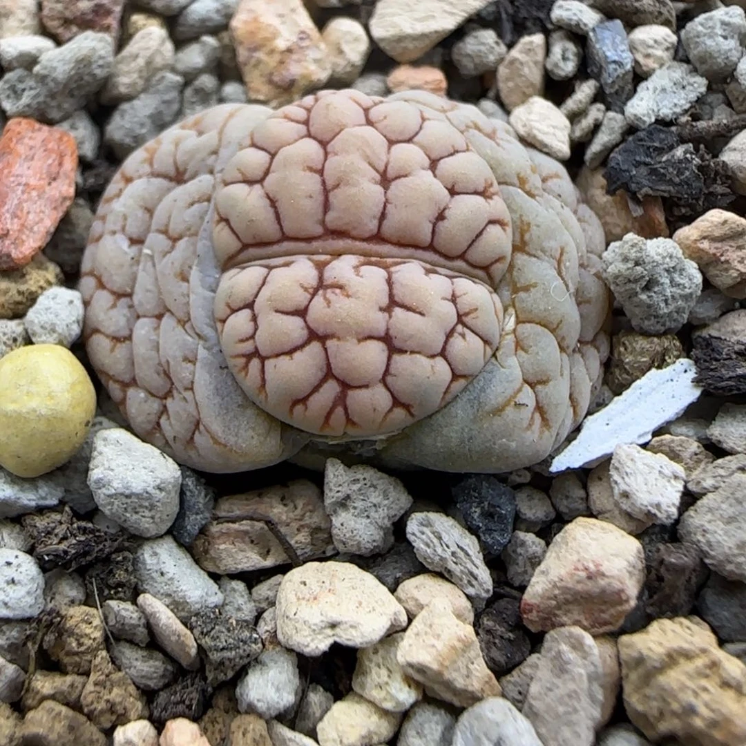 015 生石花大棚直播