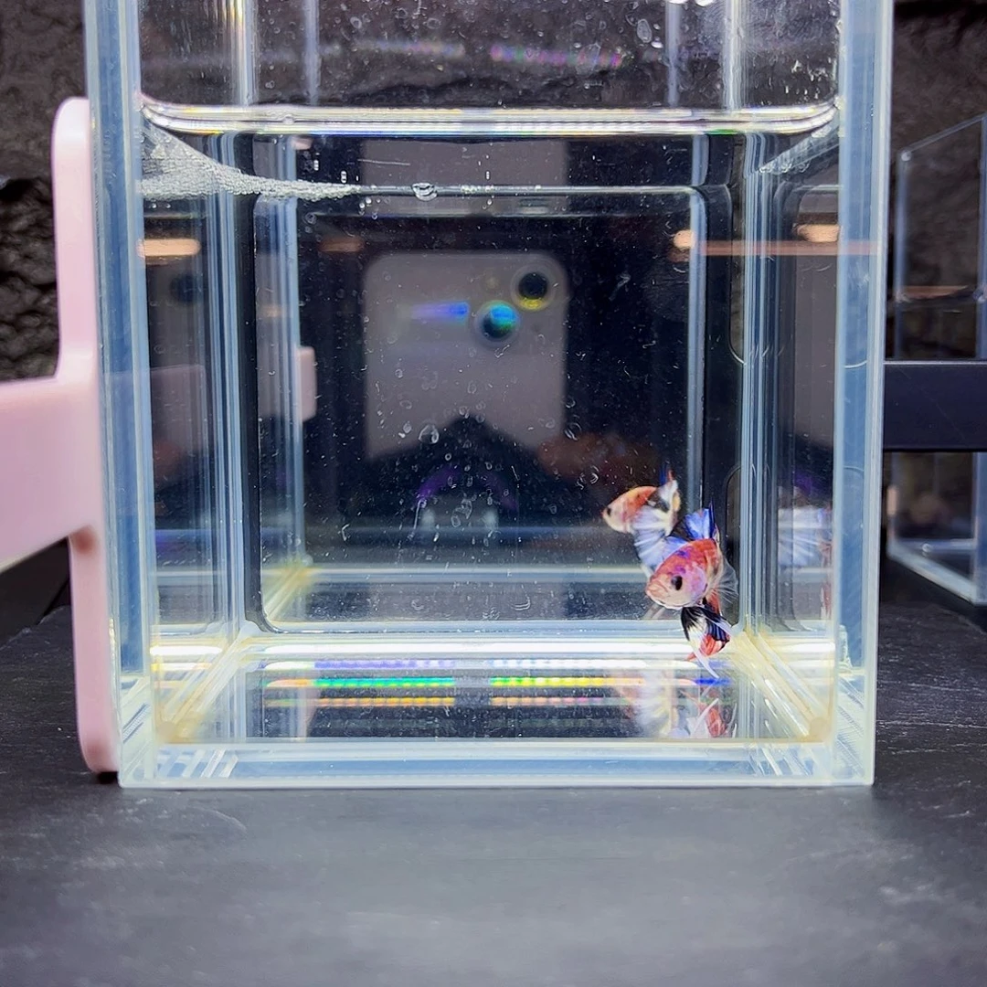海水宙斯斗鱼竞拍08-25