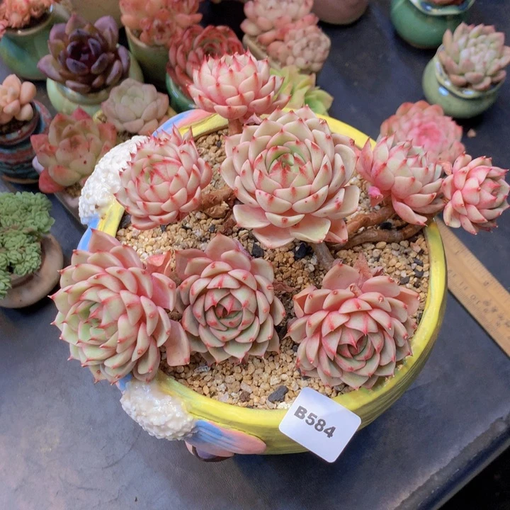 ?*阳一物一拍含盆土满38包邮B584拓土发