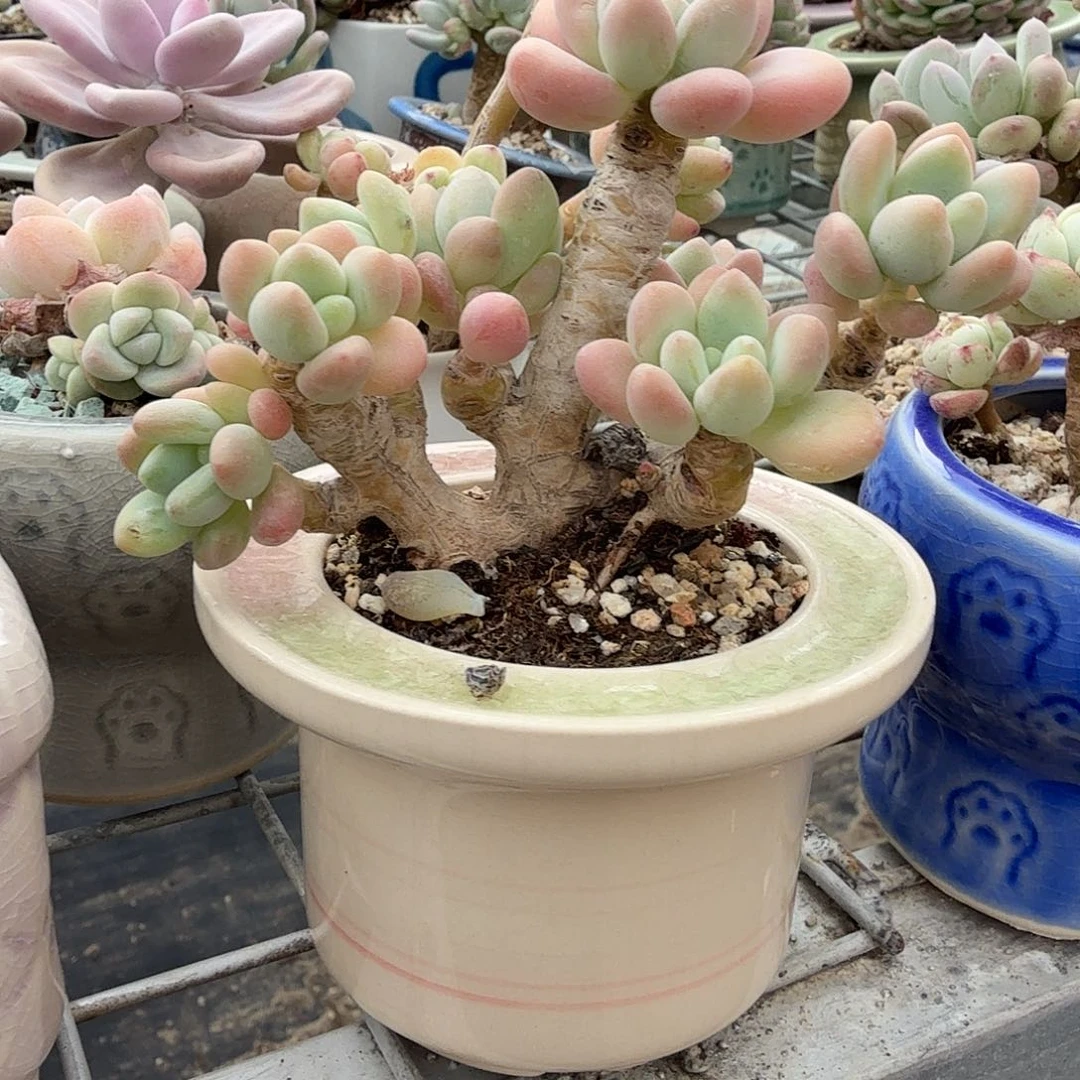 ****亿老庄洛神不带盆多肉植物