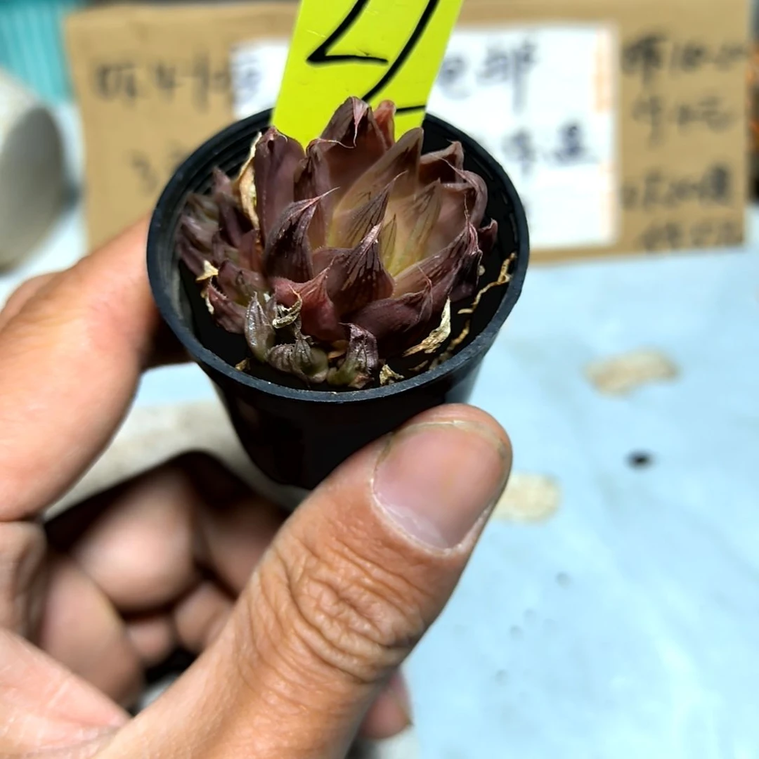 满6元包邮，#22号红丝玉露杂