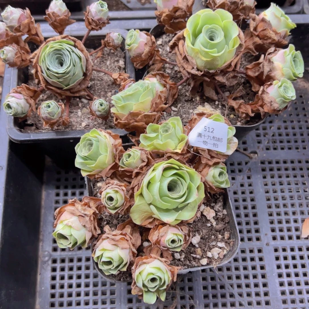 512 侧牙掉了不包损无售后