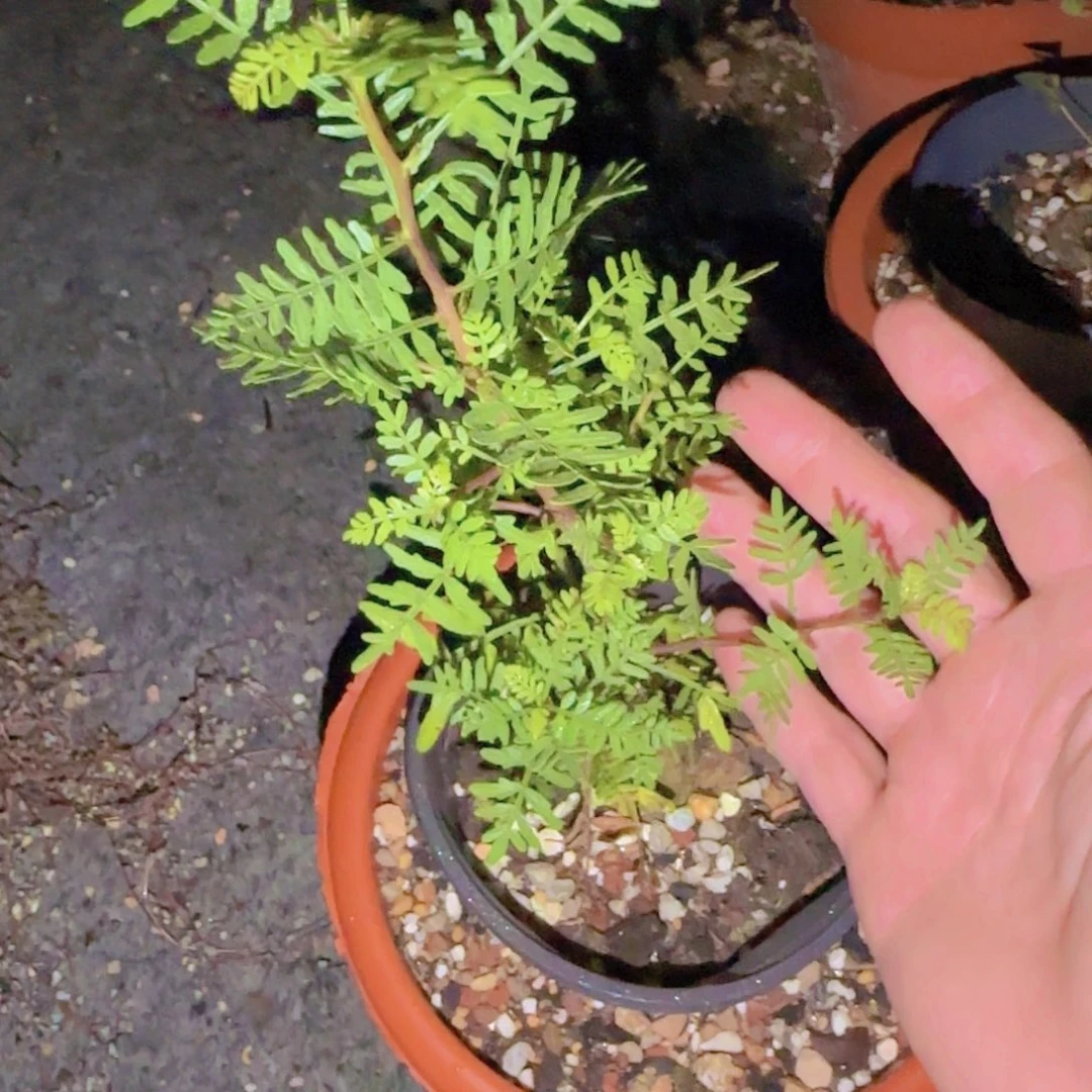 今***块根植物块根植物