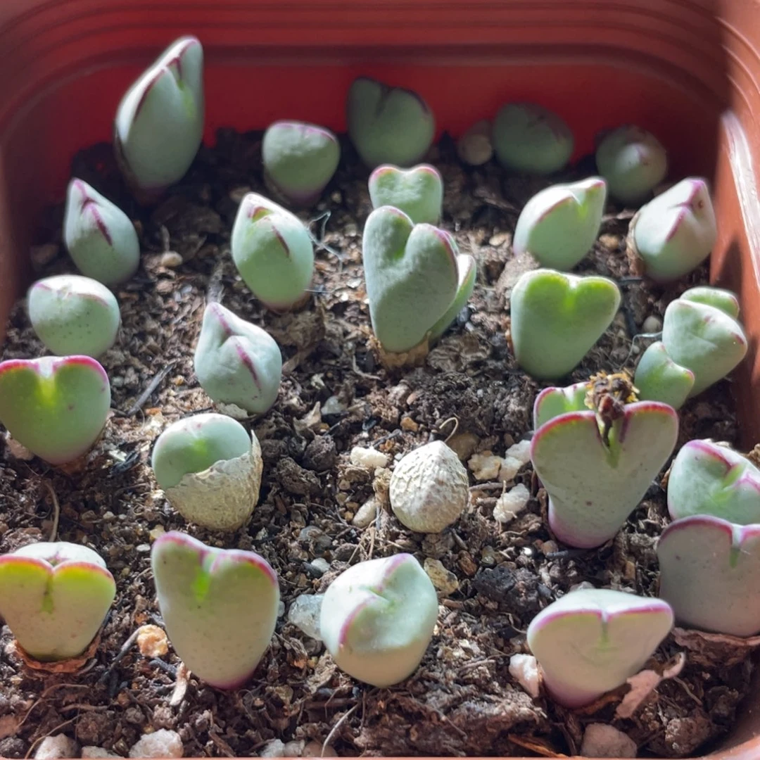 大盆特价一物一拍～9