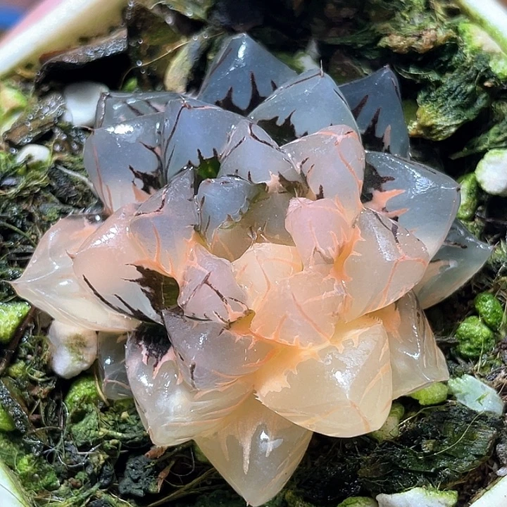 575水中月锦特选福利