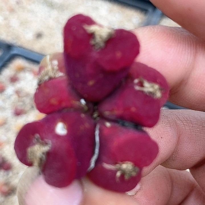12561群生一颗