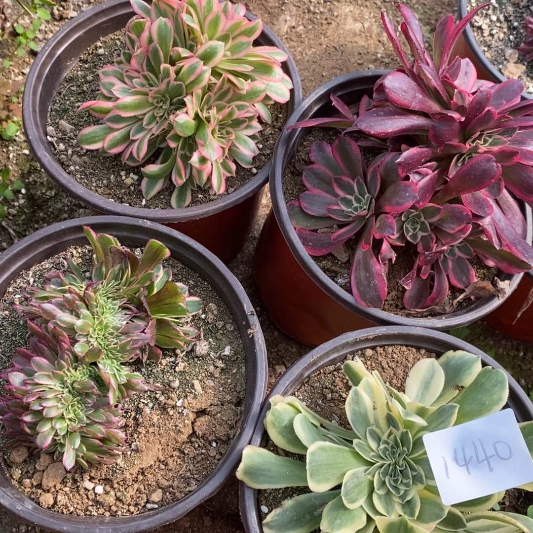 1440四棵多肉植物