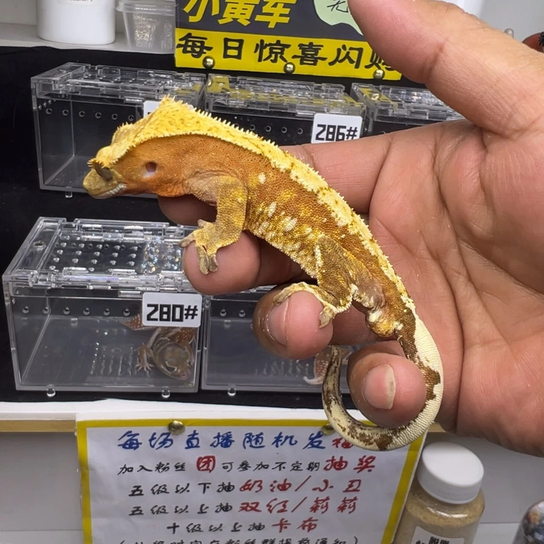 睫角守宫红底奶油