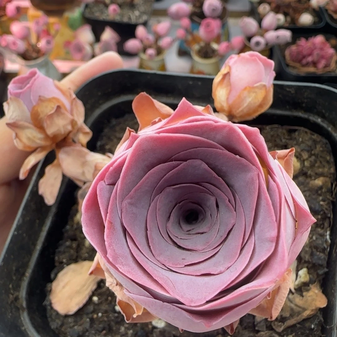 Y977半城玫瑰紫芙