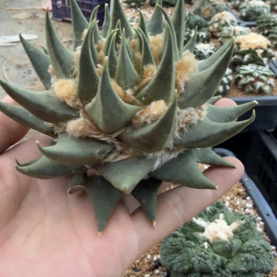 仙人球开花一个福利品