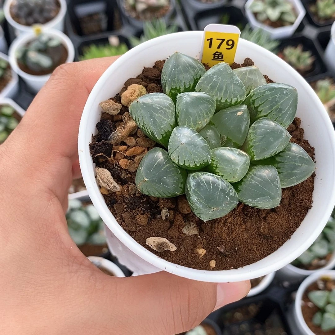 红陶鱼****猫179号糯玉露一物一拍