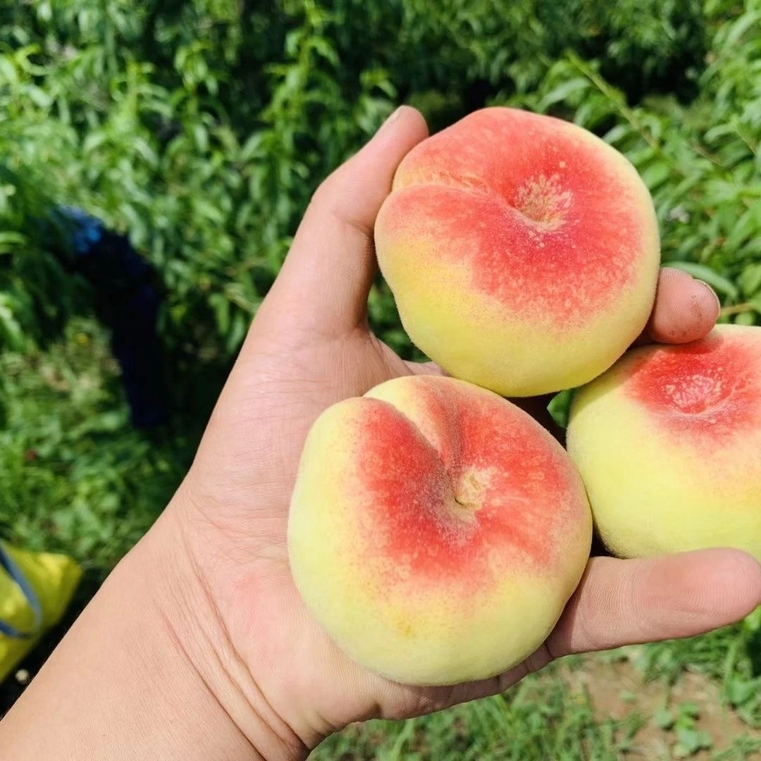 【坏果包赔】山西小毛蟠桃水嫩多汁头茬水蜜桃软桃香甜多汁新鲜采摘