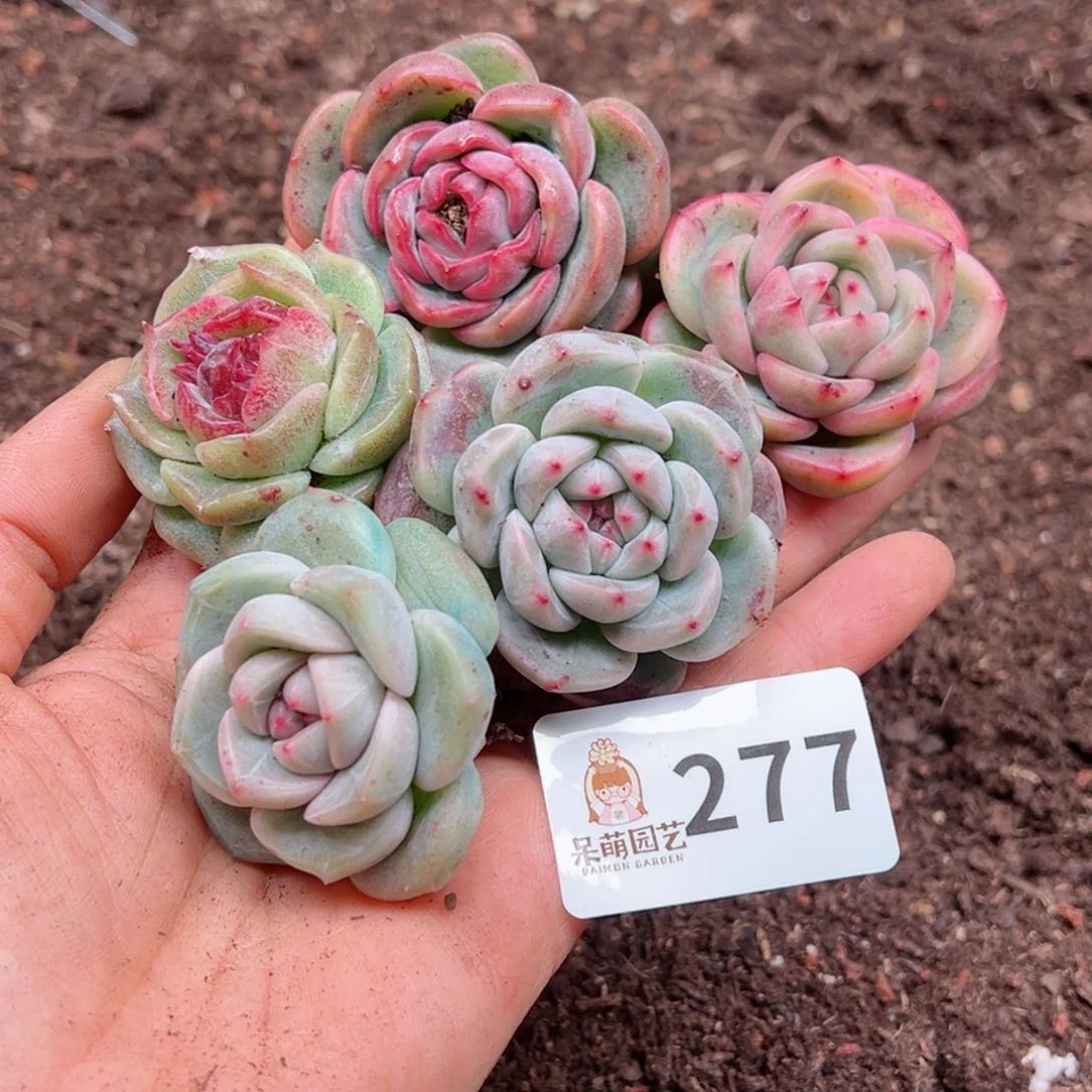 粉***糖多肉植物多肉植物