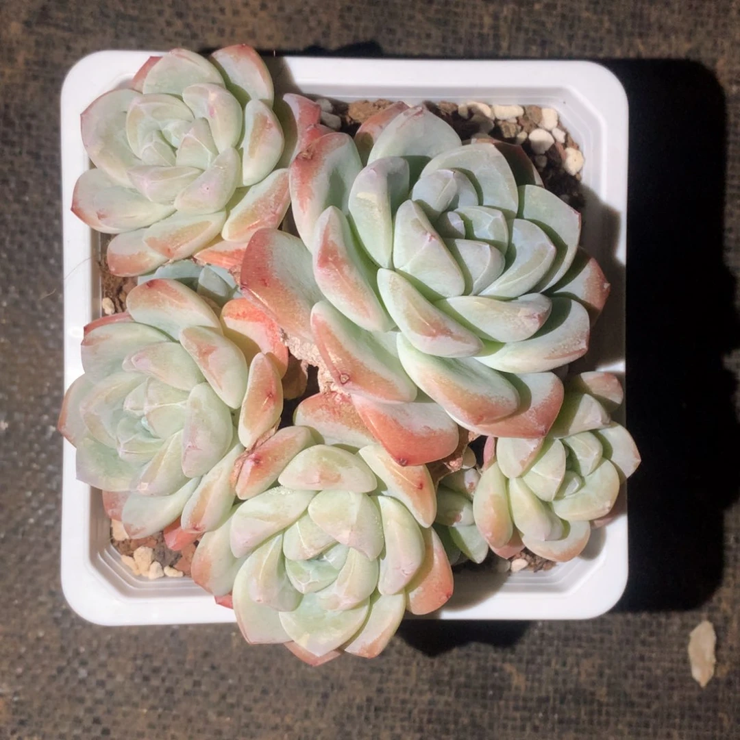 精品冰玉群一物一拍