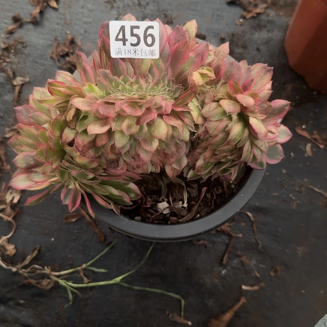 456倾城缀福利发货
