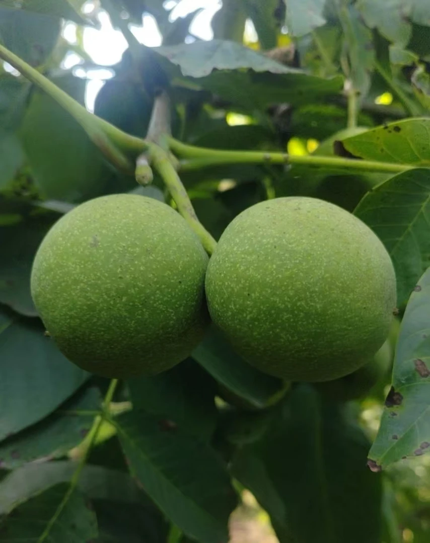 文玩核桃青果带皮（芳）