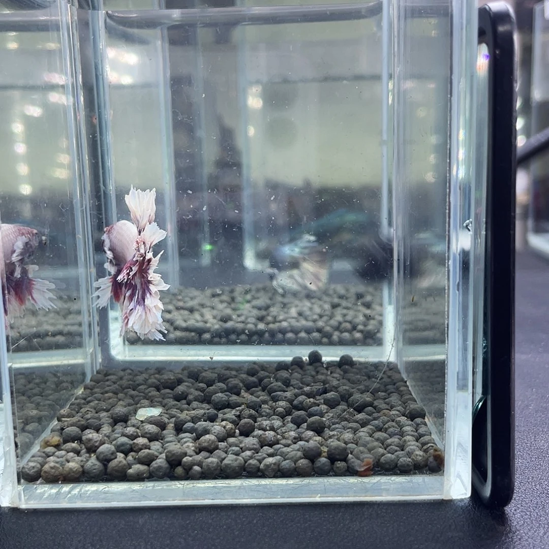 斗鱼32号916早紫蝶hmpk