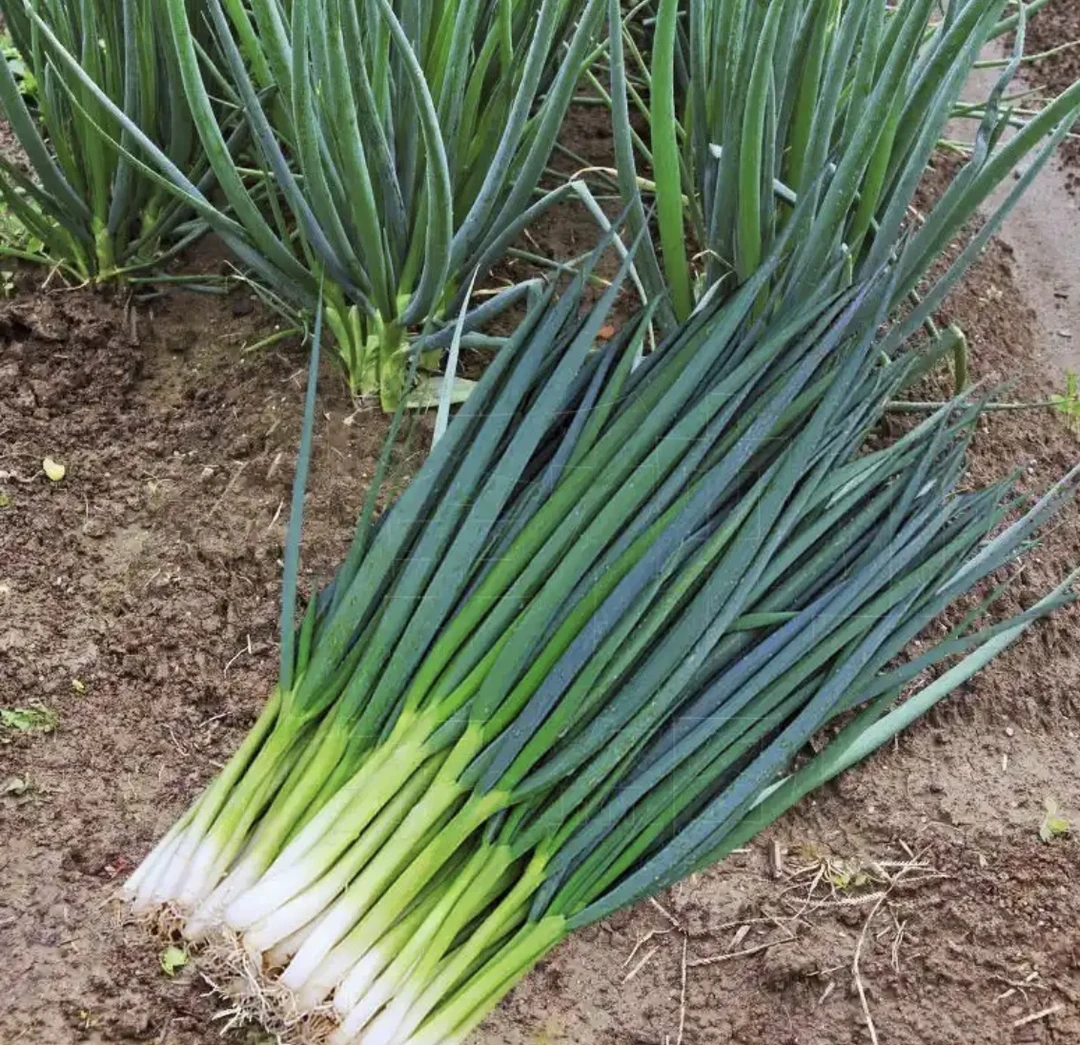 土香葱1把 约300g