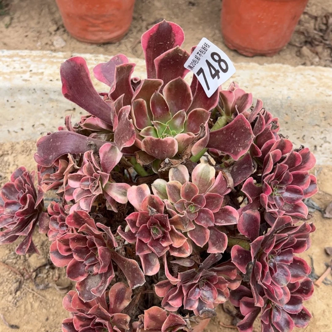 幸***奶美杜莎748不包断枝