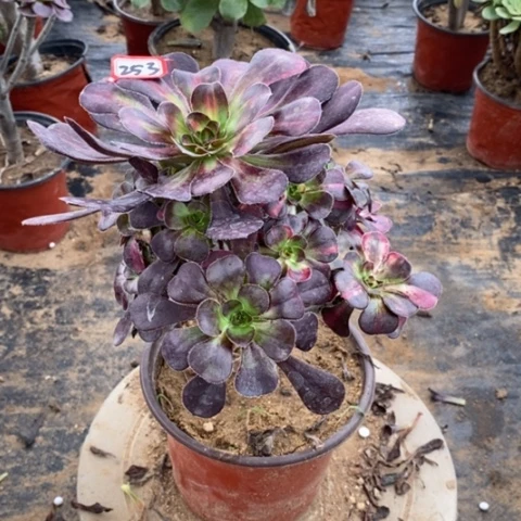 花蝴蝶捧花一物一拍