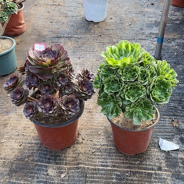 8，2颗多肉法师多肉法师