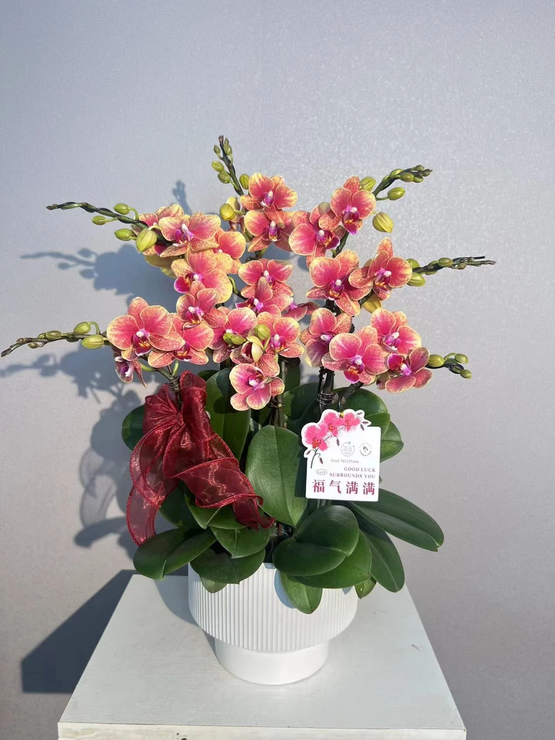 简香《金蝶》鲜花高端蝴蝶兰艺术组盆鲜花摆设送礼高端花卉