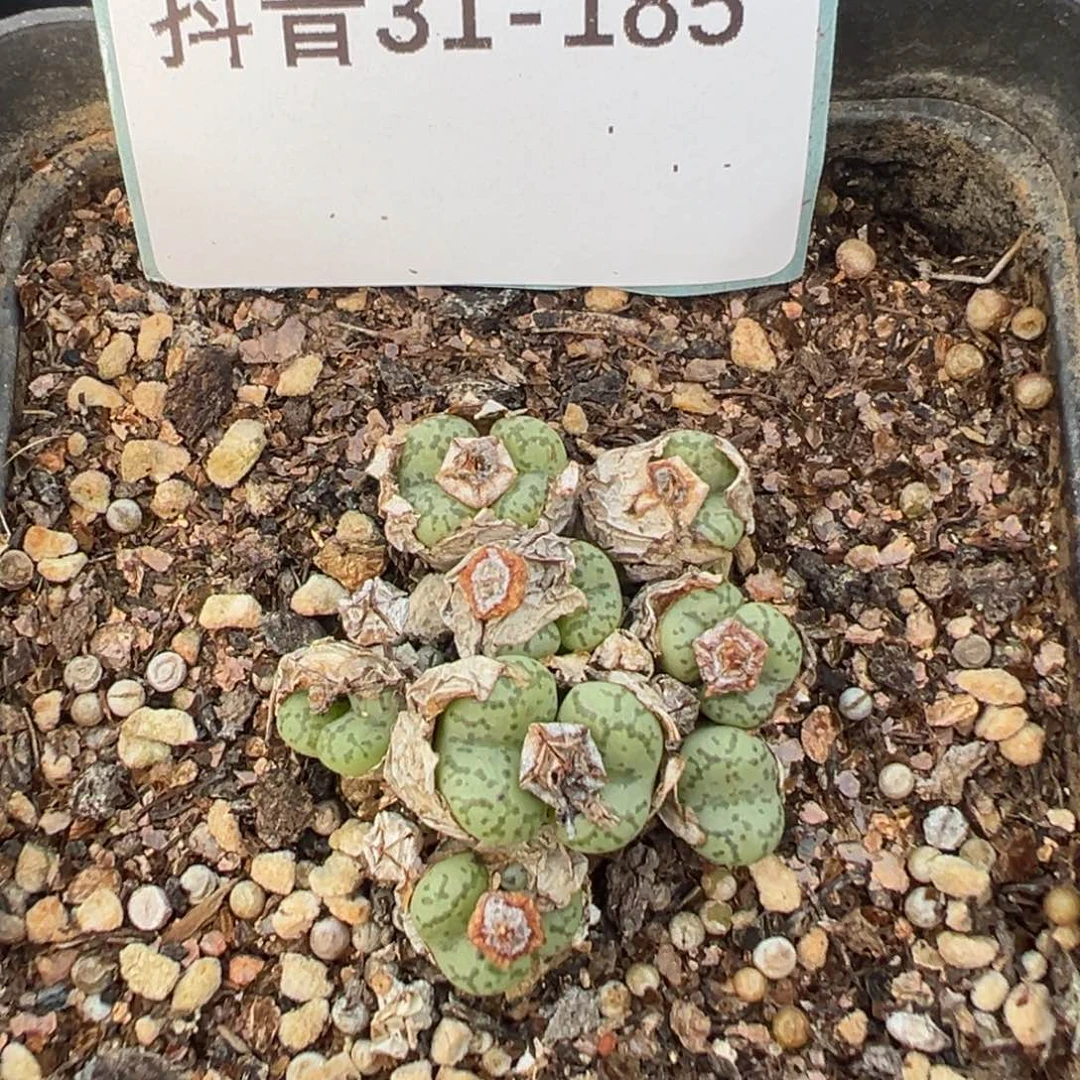 31-185肉锥多肉植物，