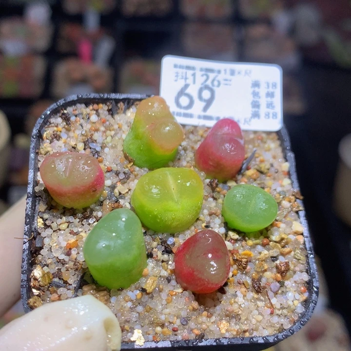 今天播完放假啦126.69