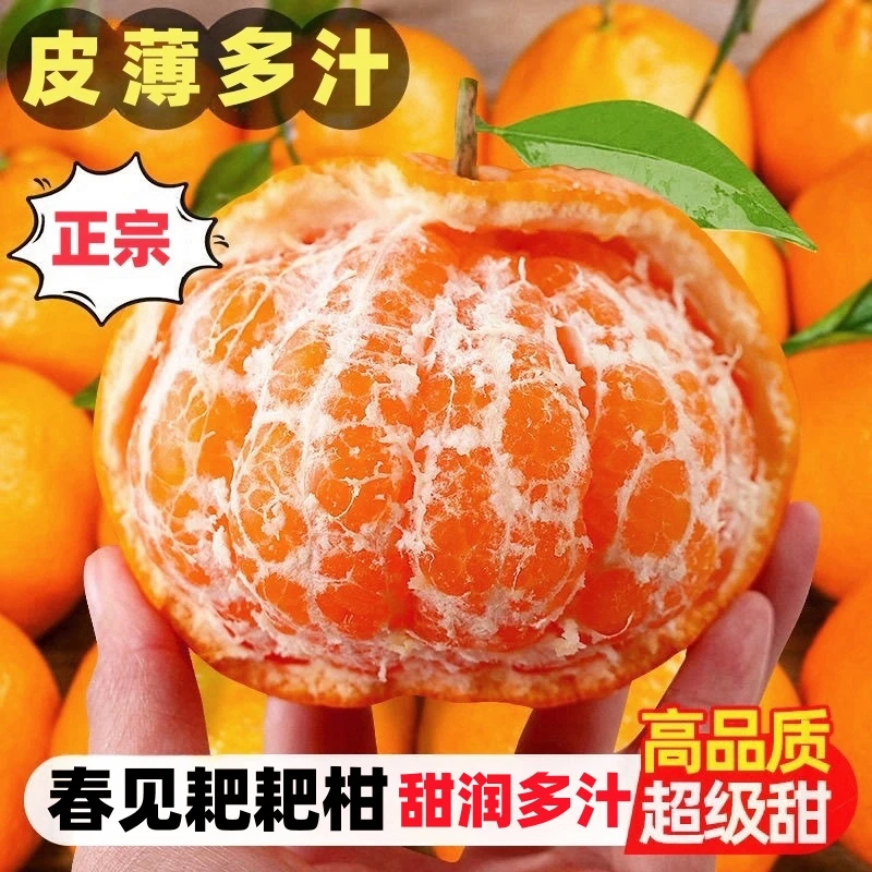 【W专属】四川正宗春见耙耙柑皮薄多汁化渣果园直发新鲜当季水果