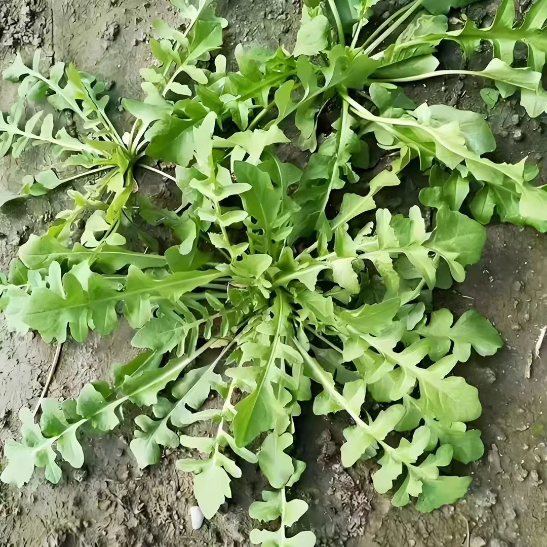 野生荠菜-手工采摘 现摘现发