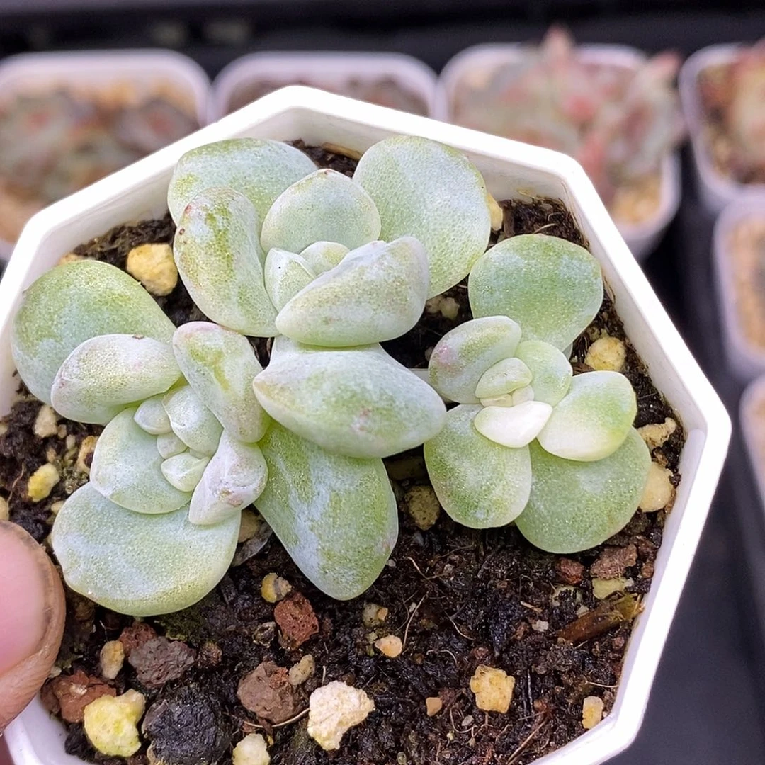 冰玉白锦30包邮非偏远