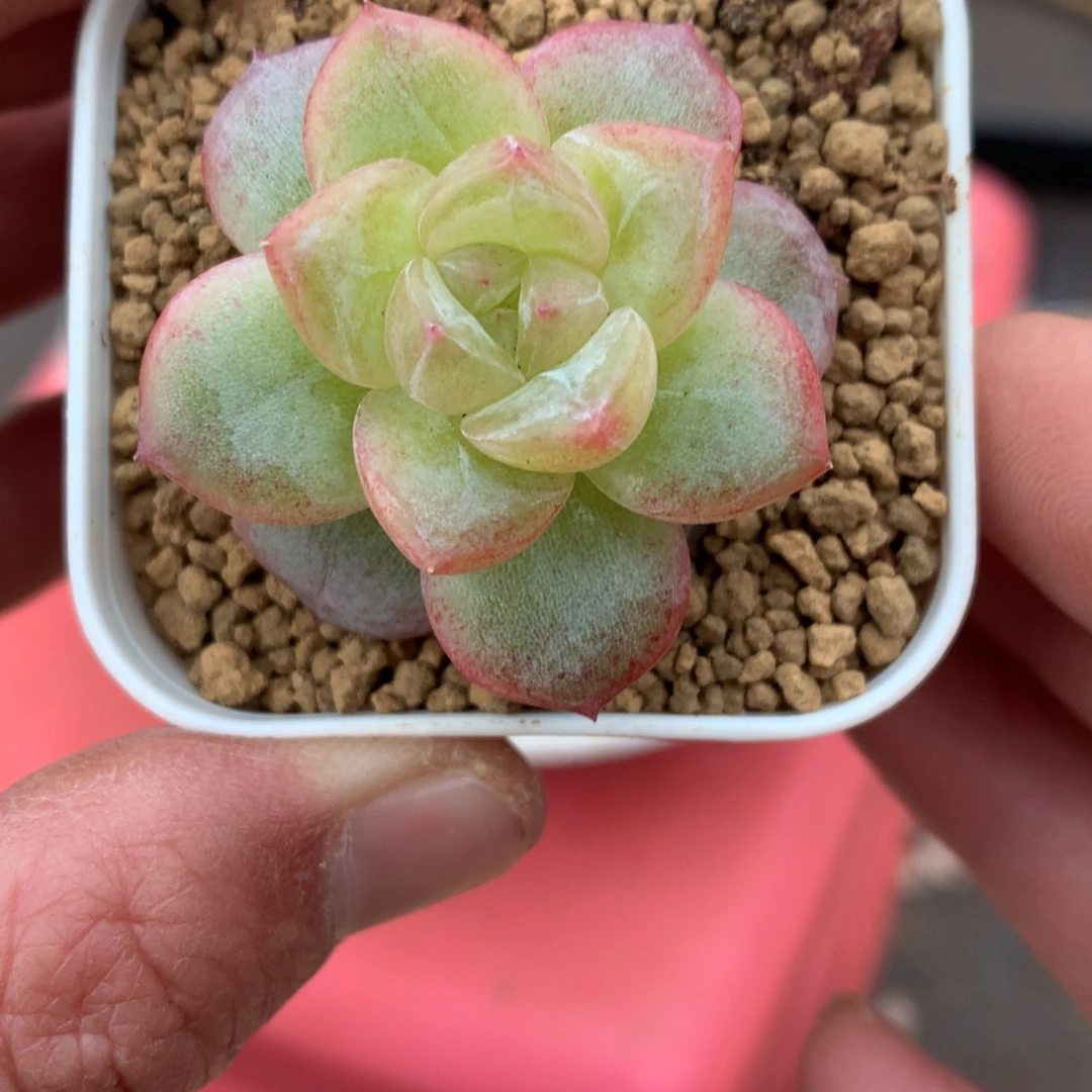 油亮款。       45号