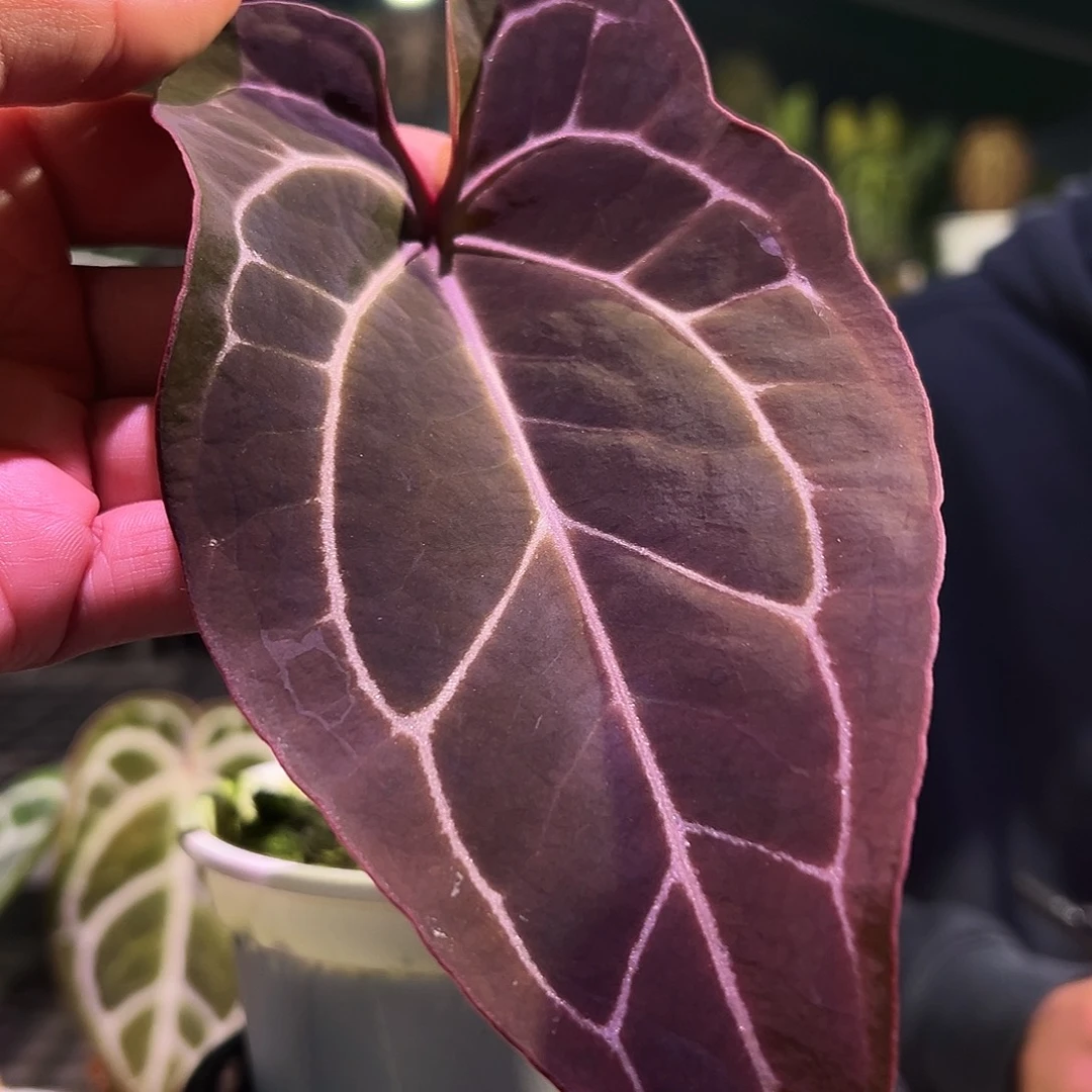 完全开放红水晶*刷子