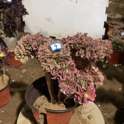 粉女巫缀一物一拍