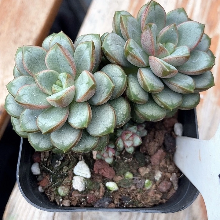 多肉植物葡萄894多肉