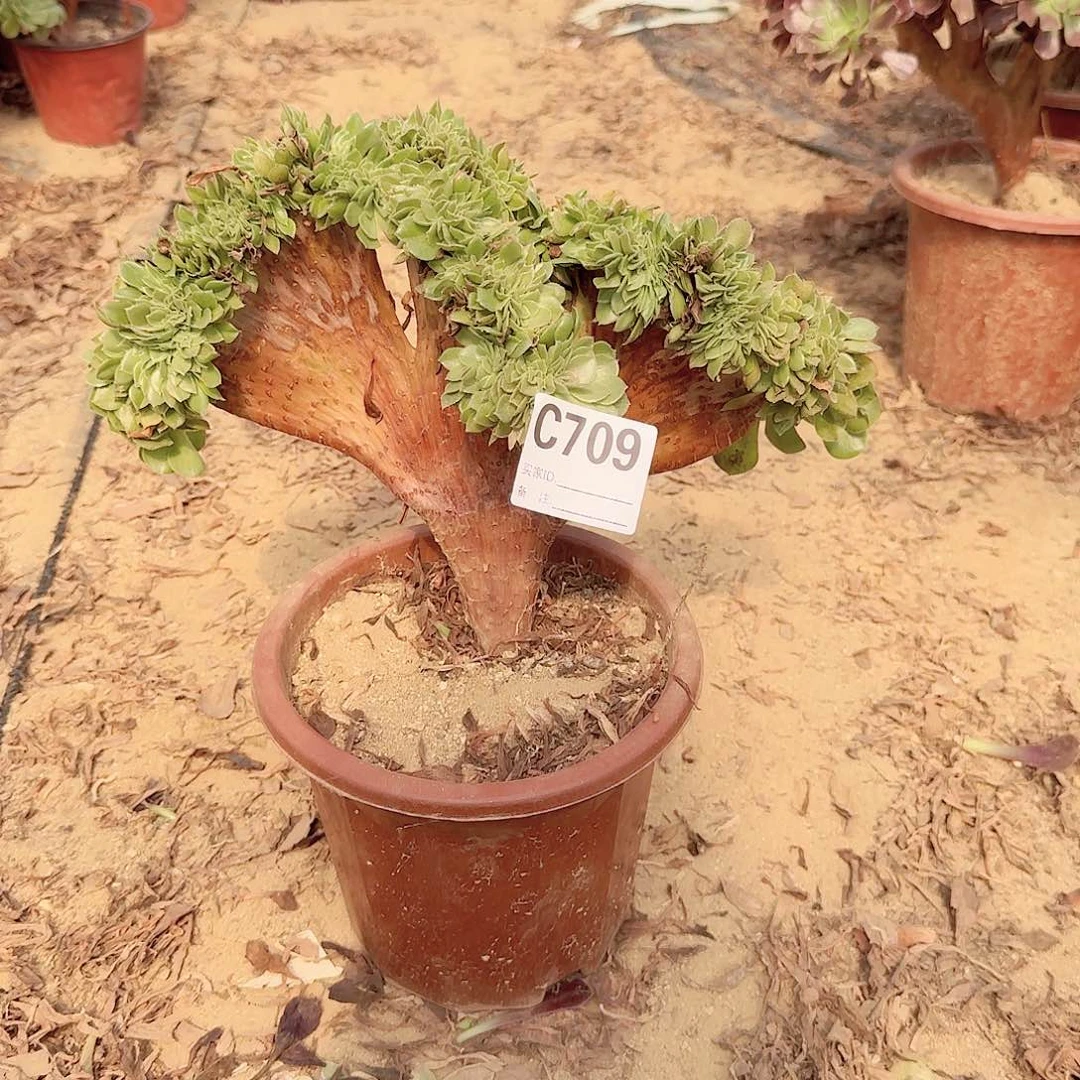 709万缀有伤一颗满28包邮