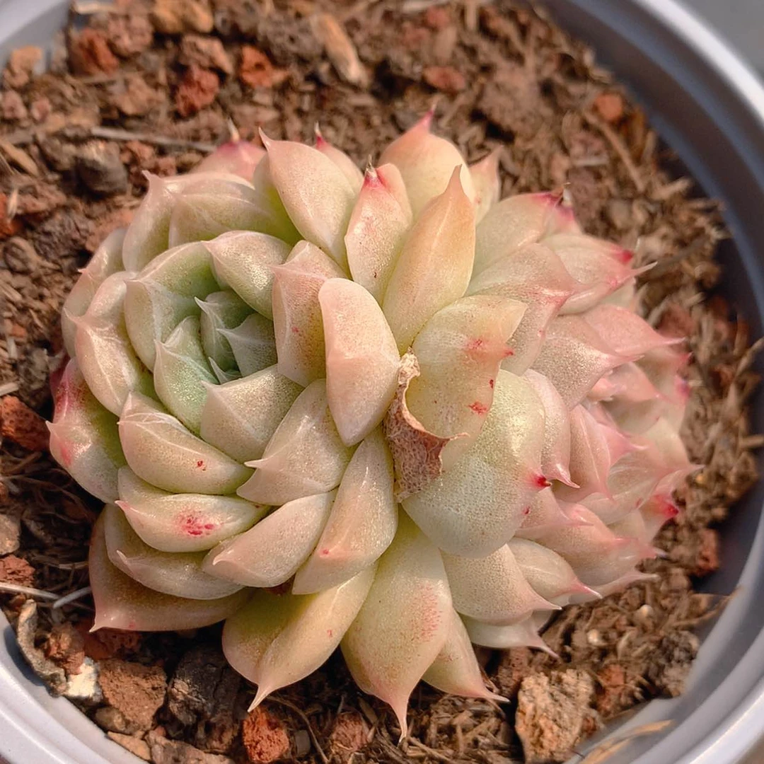 【闪购商品】云335