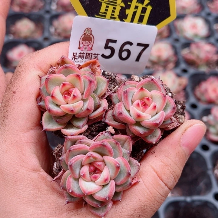 多肉植物多肉植物