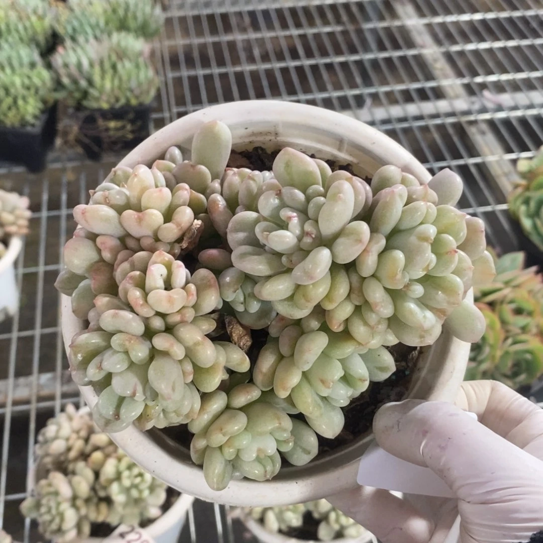 3849比尔盖茨一物一拍