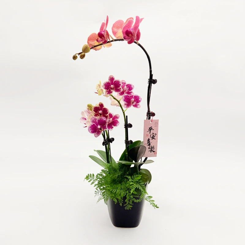 艺术组盆蝴蝶兰【桔乐】紫色橘色花盆栽绿植花卉带花苞年宵花室内