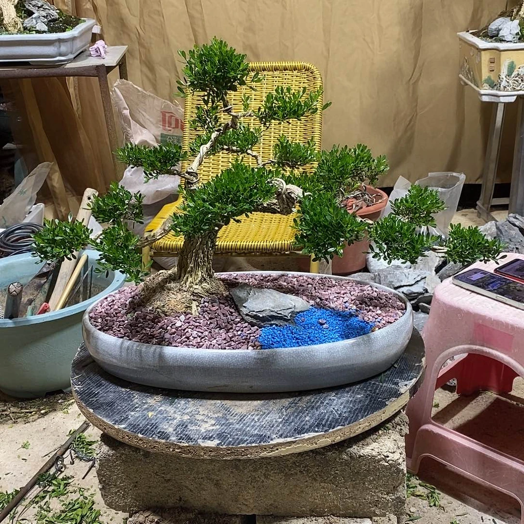 当前无花朵，栽培后可花朵