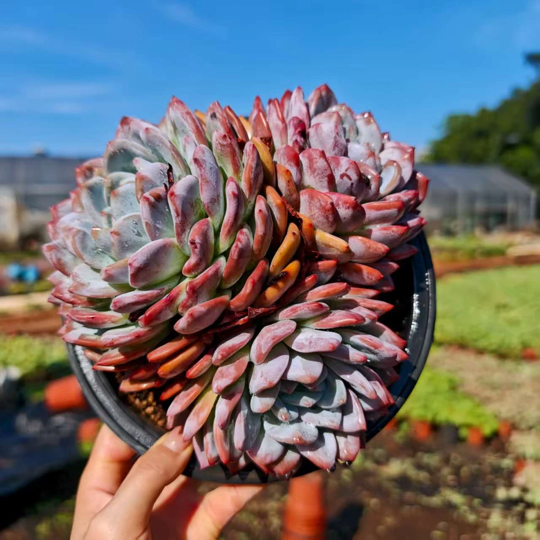 精品多肉 橙梦露