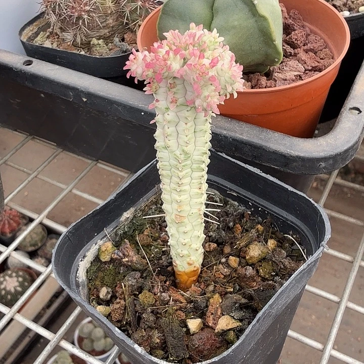 小****白桦麒麟单头3仙人球